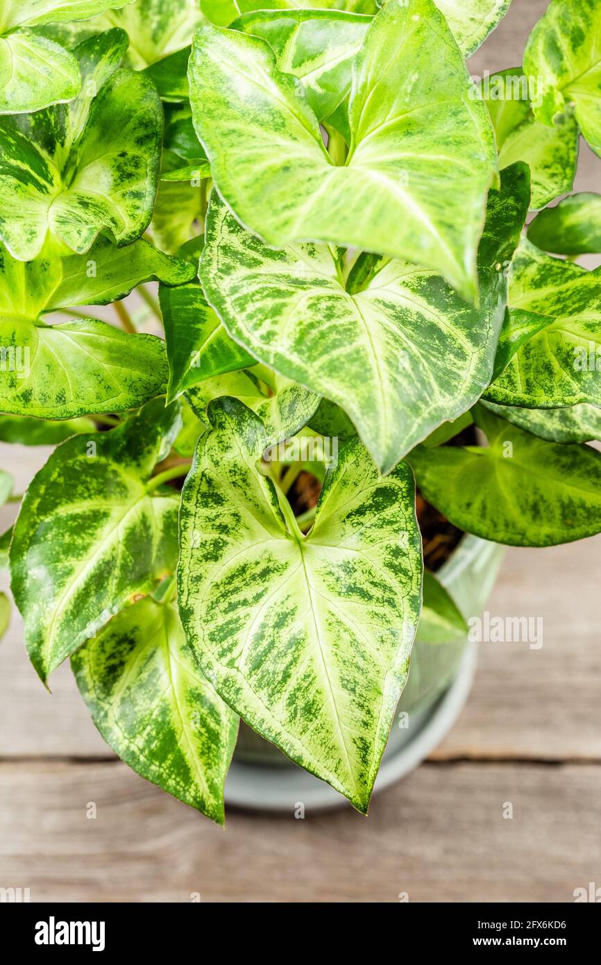 Grüne Blätter Syngonium podophyllum close-up. Pfeil Kopf vergossen Pflanze. Indoor städtischen Dschungel Gartenhaus. Stockfoto