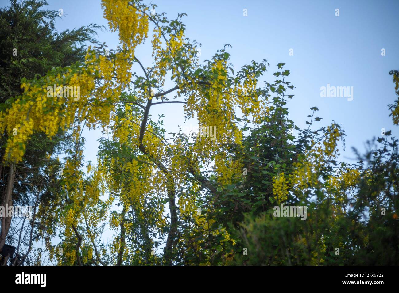 Laburnum watereri in voller majestätischer Blüte im späten Frühling/Frühsommer vor einem klaren, kristallklaren Himmel und flauschigen weißen Wolken. Stockfoto