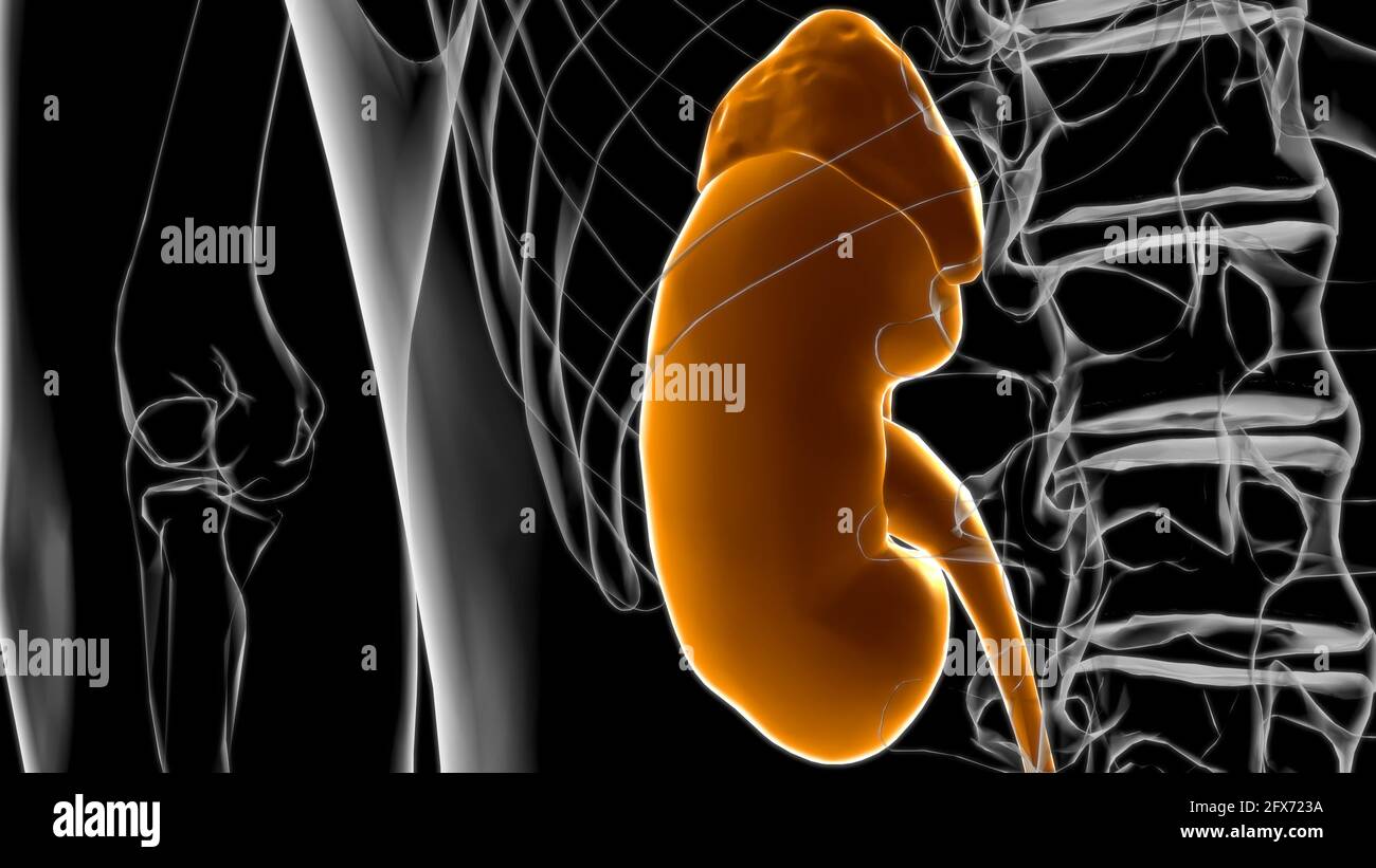 Menschliches Harnsystem Stockfotos Und Bilder Kaufen Alamy