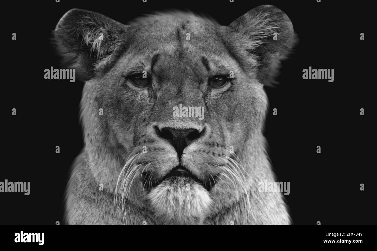 Erstaunlich Gefährliche Schwarz-Weiß-Löwe Nahaufnahme Gesicht Stockfoto