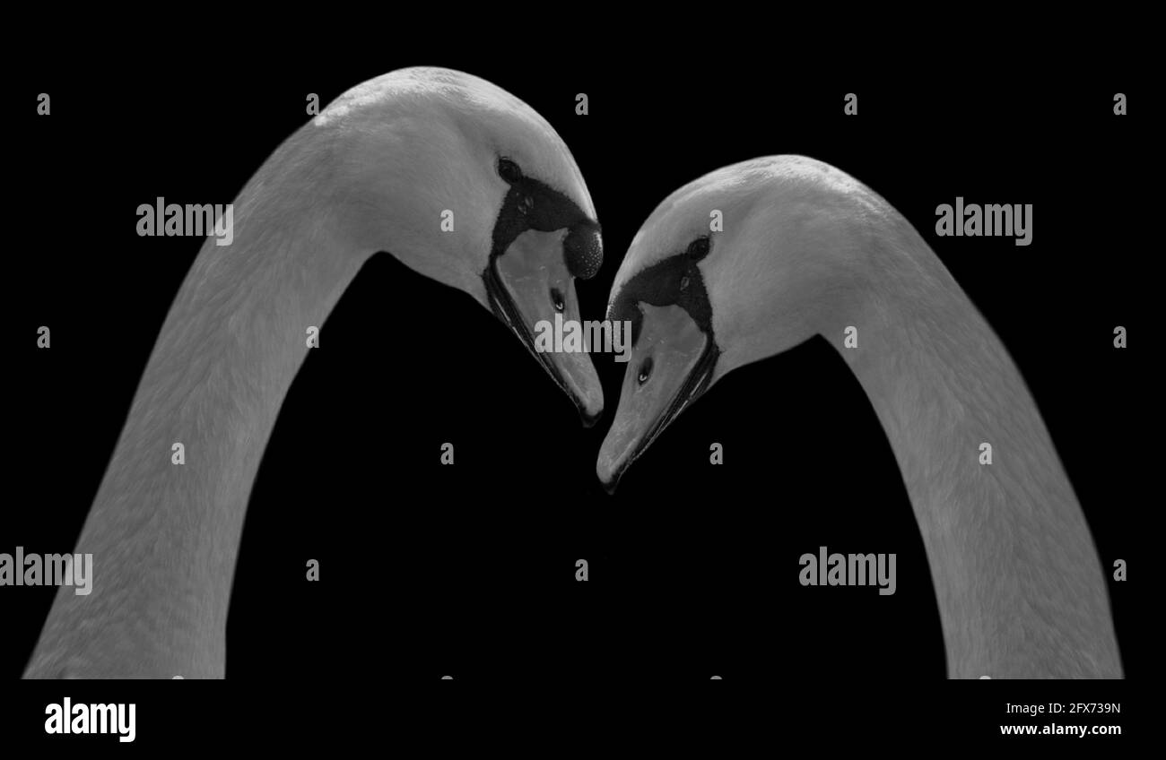 Zwei Weiße Paar Schwan Nahaufnahme Gesicht Stockfoto