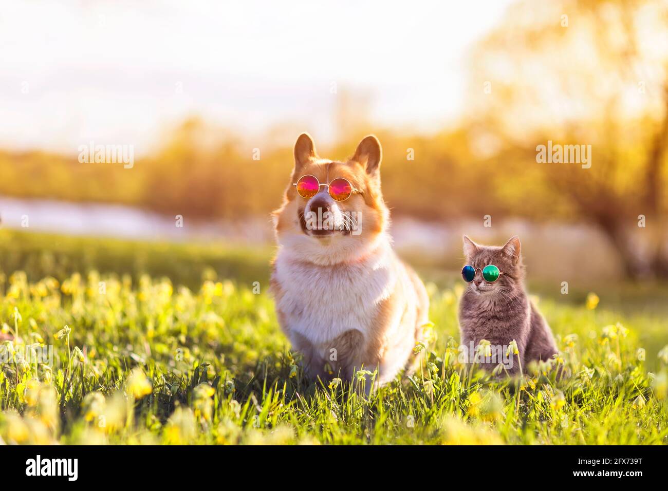 Modisches Paar Corgi Hund und gestreifte Katze sitzen auf einem Sommer sonnige Wiese in Sonnenbrillen Brille Stockfoto