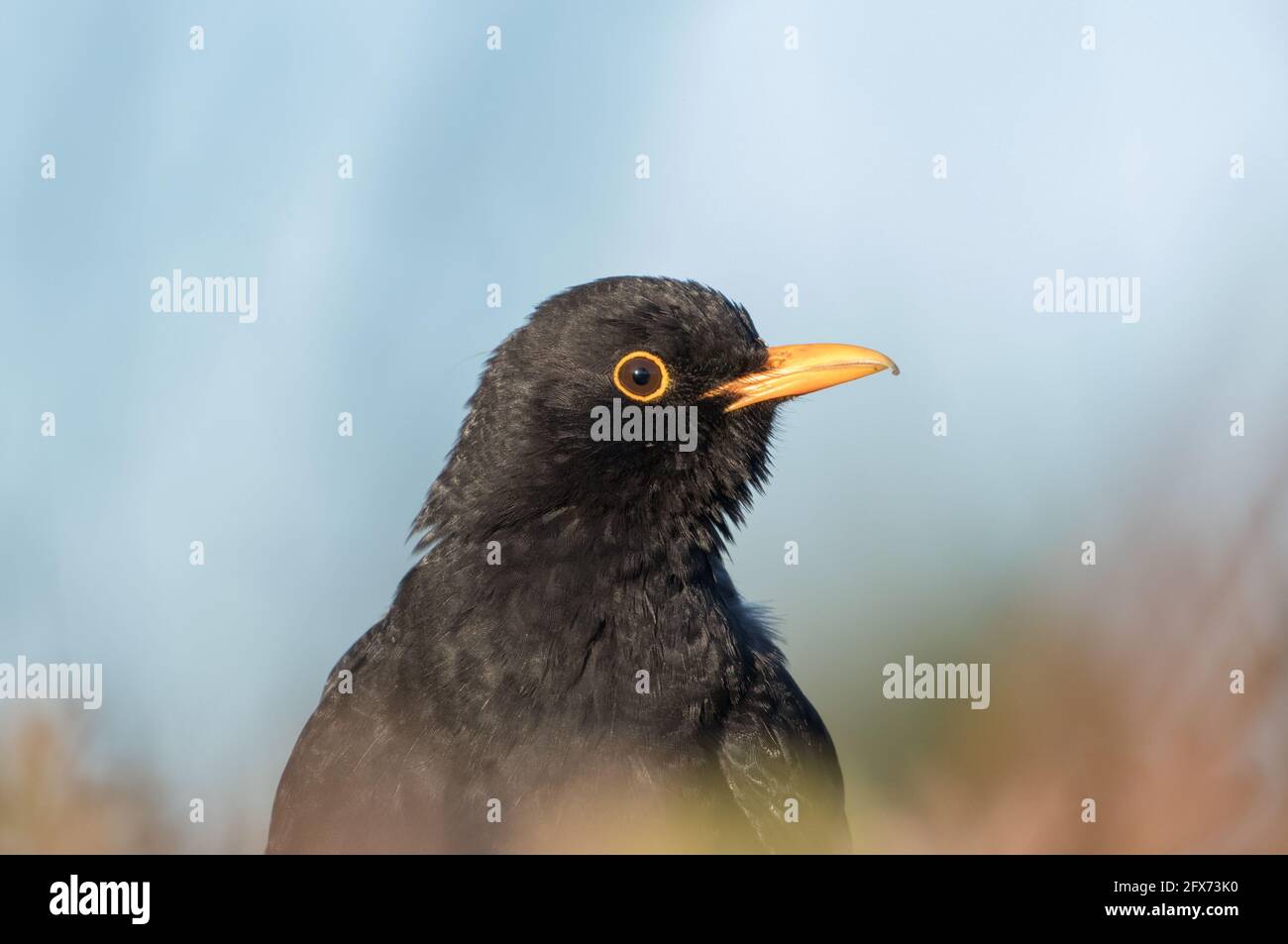 Blackbird in the Hecke, Bilton Lane, Harrogate Stockfoto