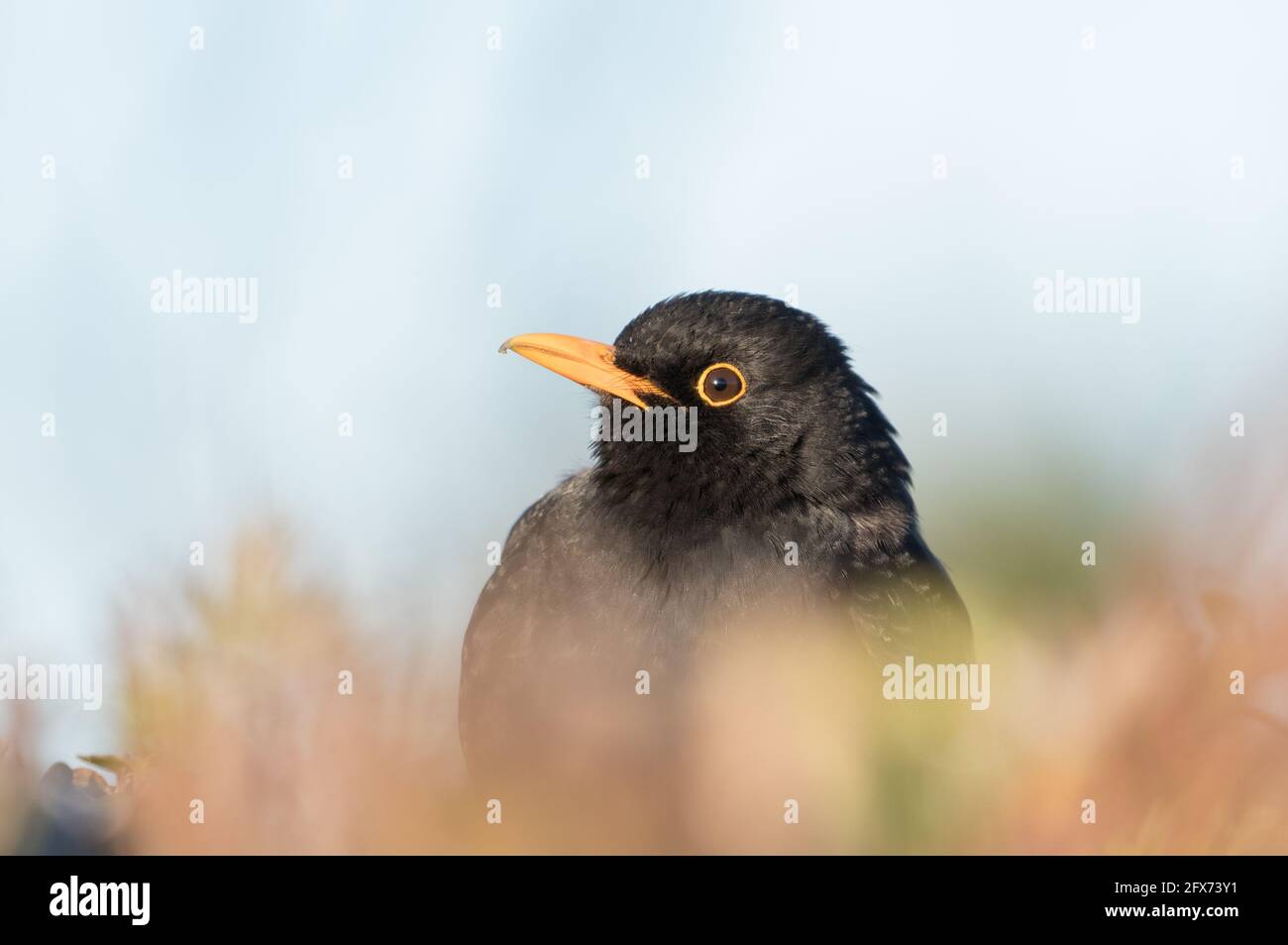 Blackbird in the Hecke, Bilton Lane, Harrogate Stockfoto