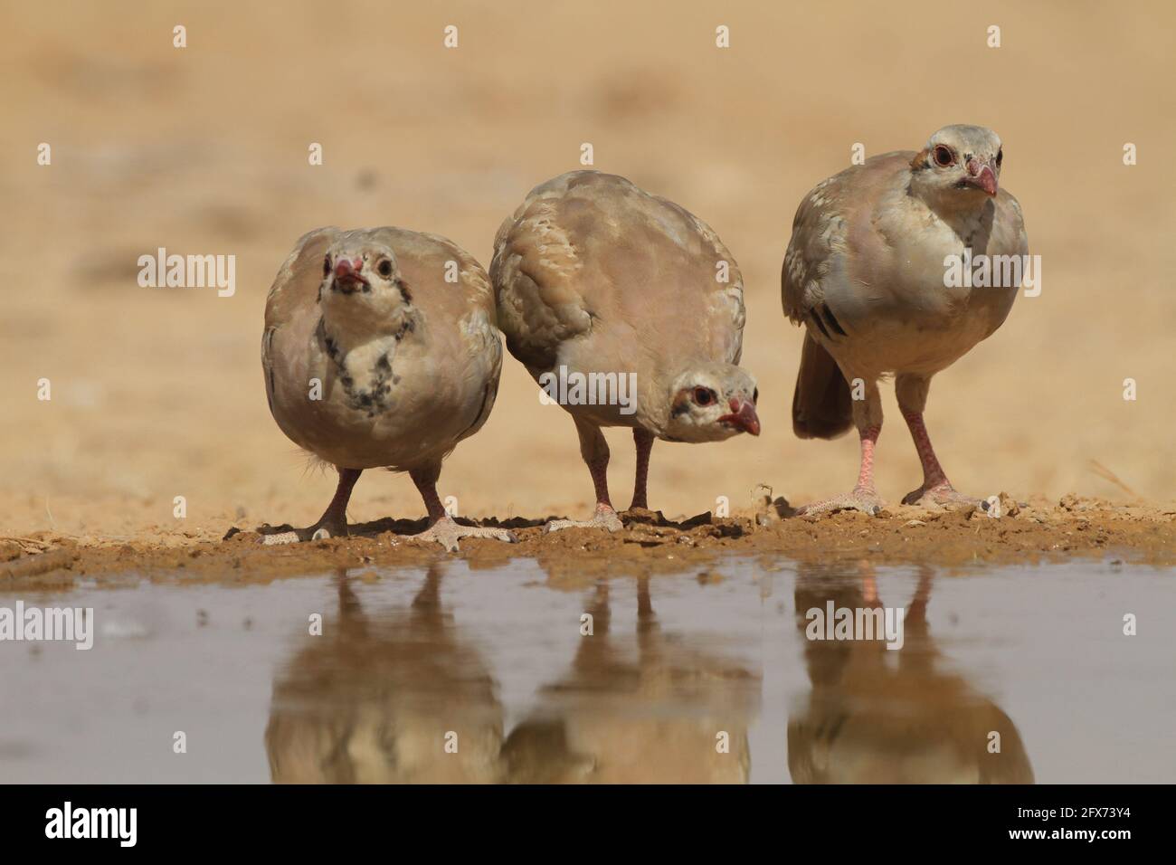 Chukar Partridge oder Chukar (Alectoris chukar) fotografiert in Israel, in der Nähe eines Wasserpools Negev Wüste. Ein paläarktischer Hochland-Gamebird im Fasanenfam Stockfoto