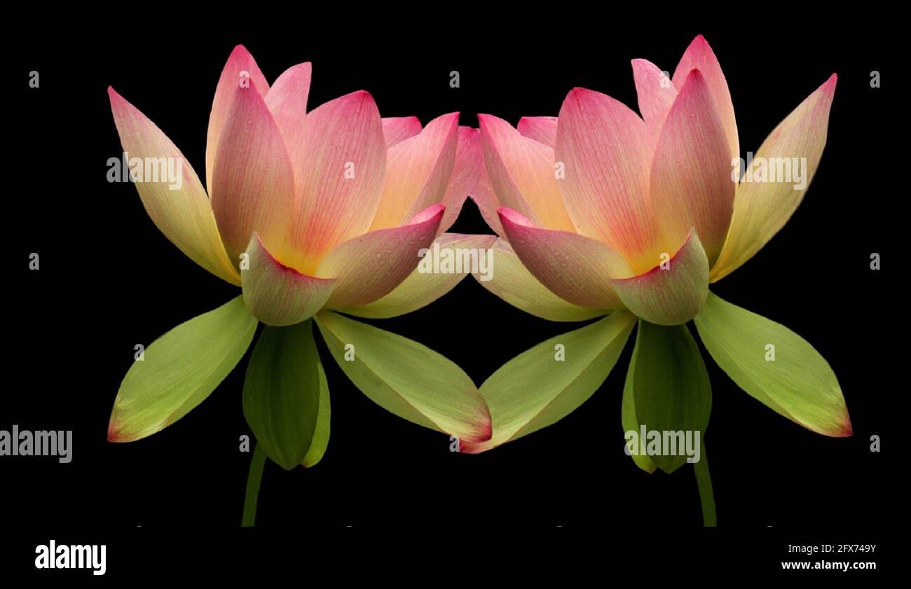 Zwei Erstaunliche Lotus Auf Dem Schwarzen Hintergrund Stockfoto