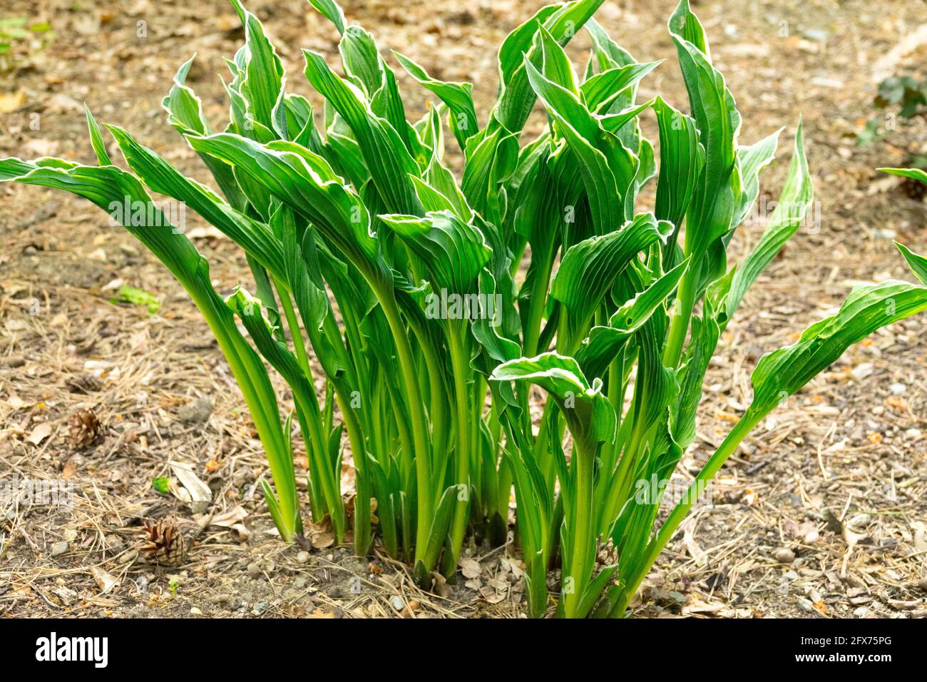 Hosta betende Hände im späten Frühling Stockfoto