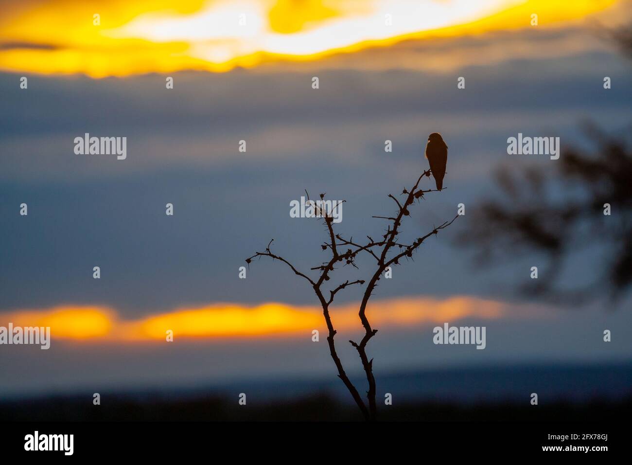 Afrikanischer Zwergfalke (Polihierax semitorquatus), der bei Sonnenuntergang auf einem Dornenbaum thront. Dies ist der kleinste Greifvogelfvogelfträger, der auf dem afrikanischen Kontinent gefunden wurde. Es ist f Stockfoto