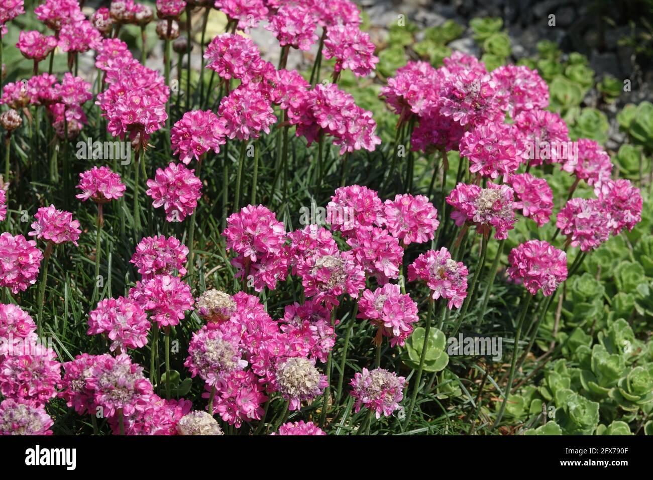 Schwarz-blättrige Thrift Armeria maritima Blumen Stockfoto