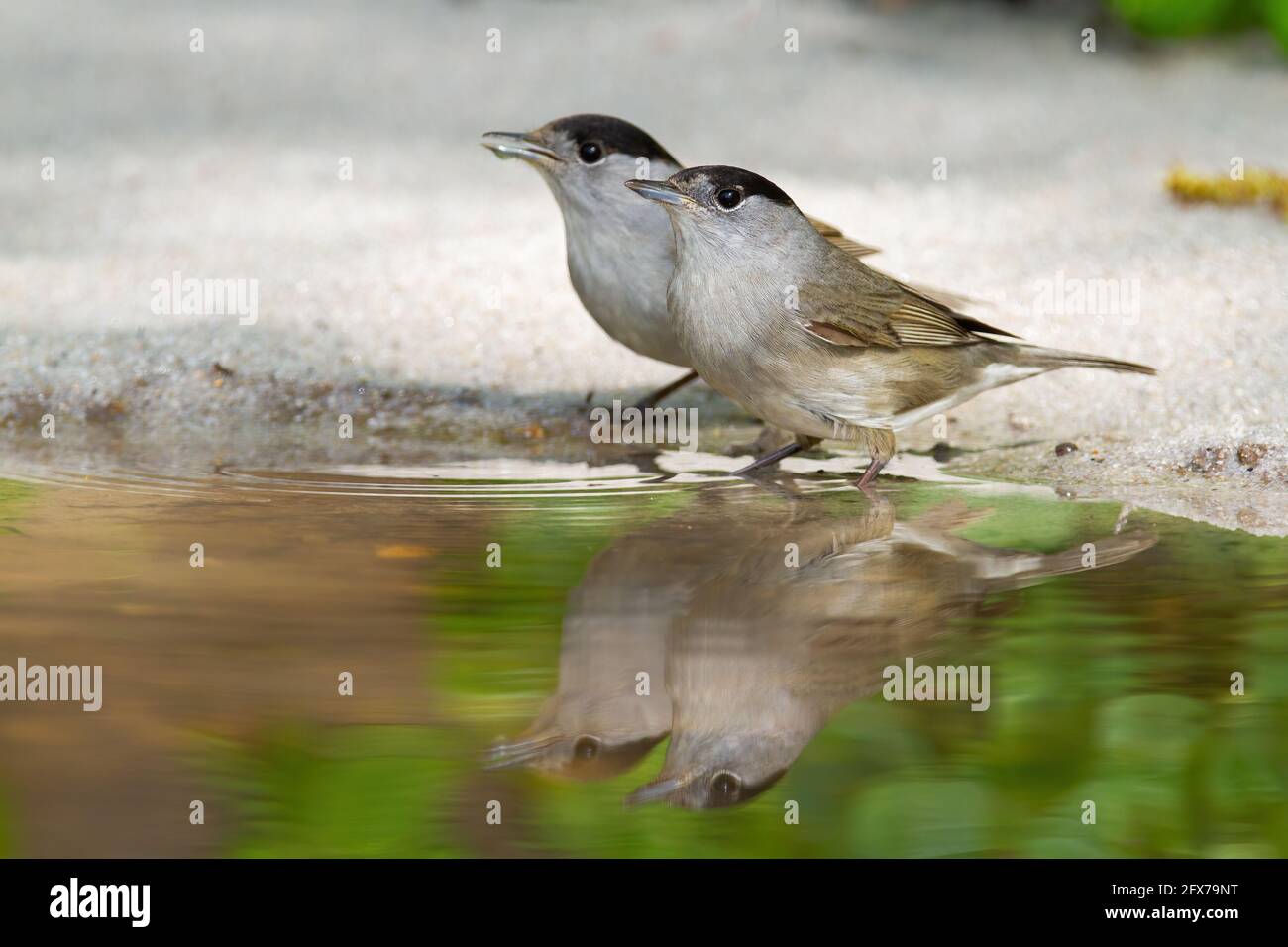 Ein Paar männliche eurasische schwarze Kappe erfrischend und Trinkwasser Von der Küste Stockfoto