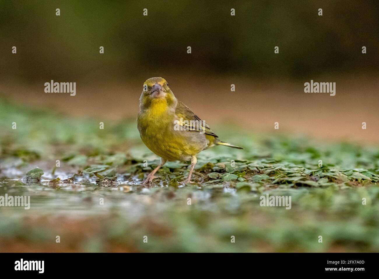 Greenfinch carduelis chloris singvogel Fotos und Bildmaterial in