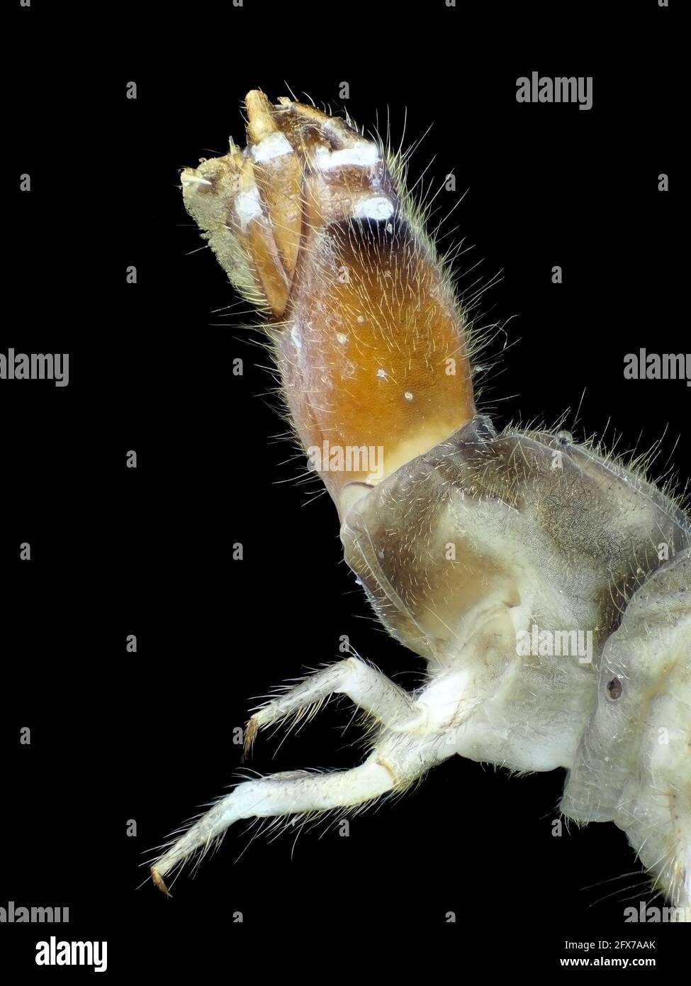 Insektenlarve unter dem Mikroskop, vertikales Sichtfeld ist etwa 3mm Stockfoto