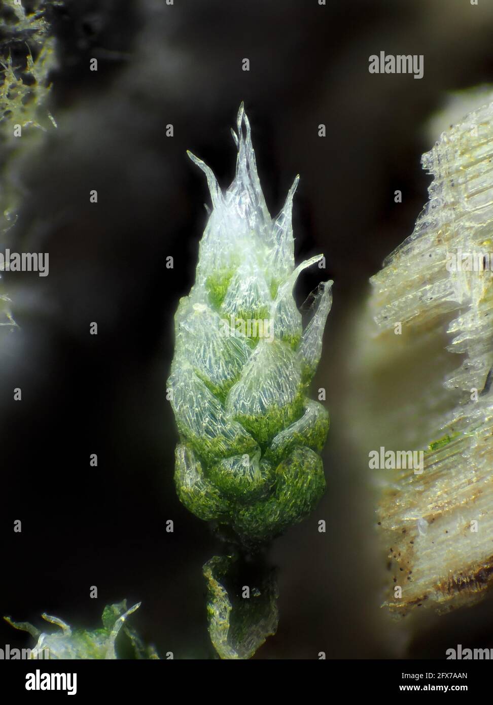 Sehr junges Moos (wahrscheinlich Bryum argenteum) unter dem Mikroskop, vertikales Sichtfeld ist etwa 1,1 mm Stockfoto