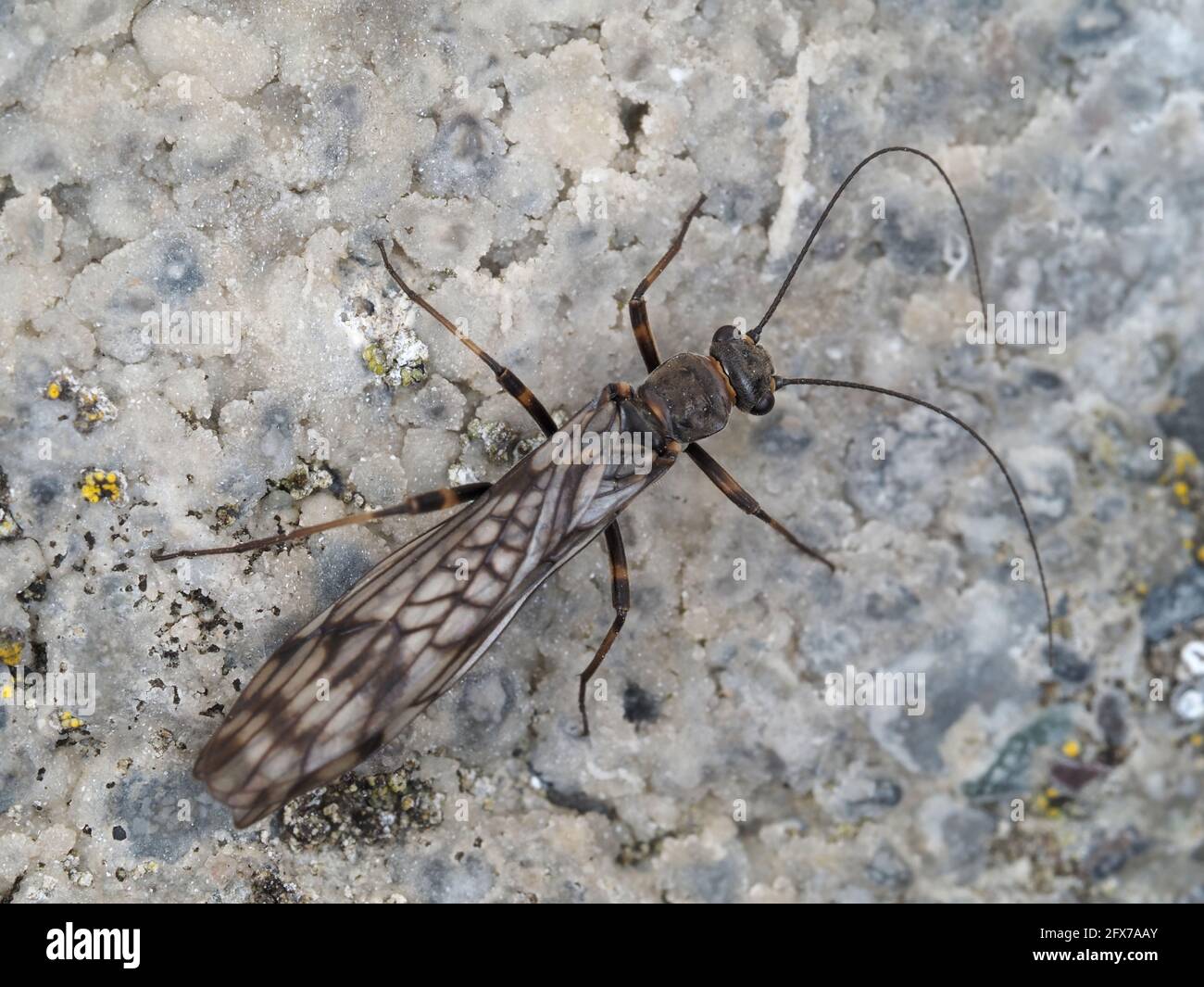 Stonefly - Zapada cinctipes oder ähnliche Arten Stockfoto