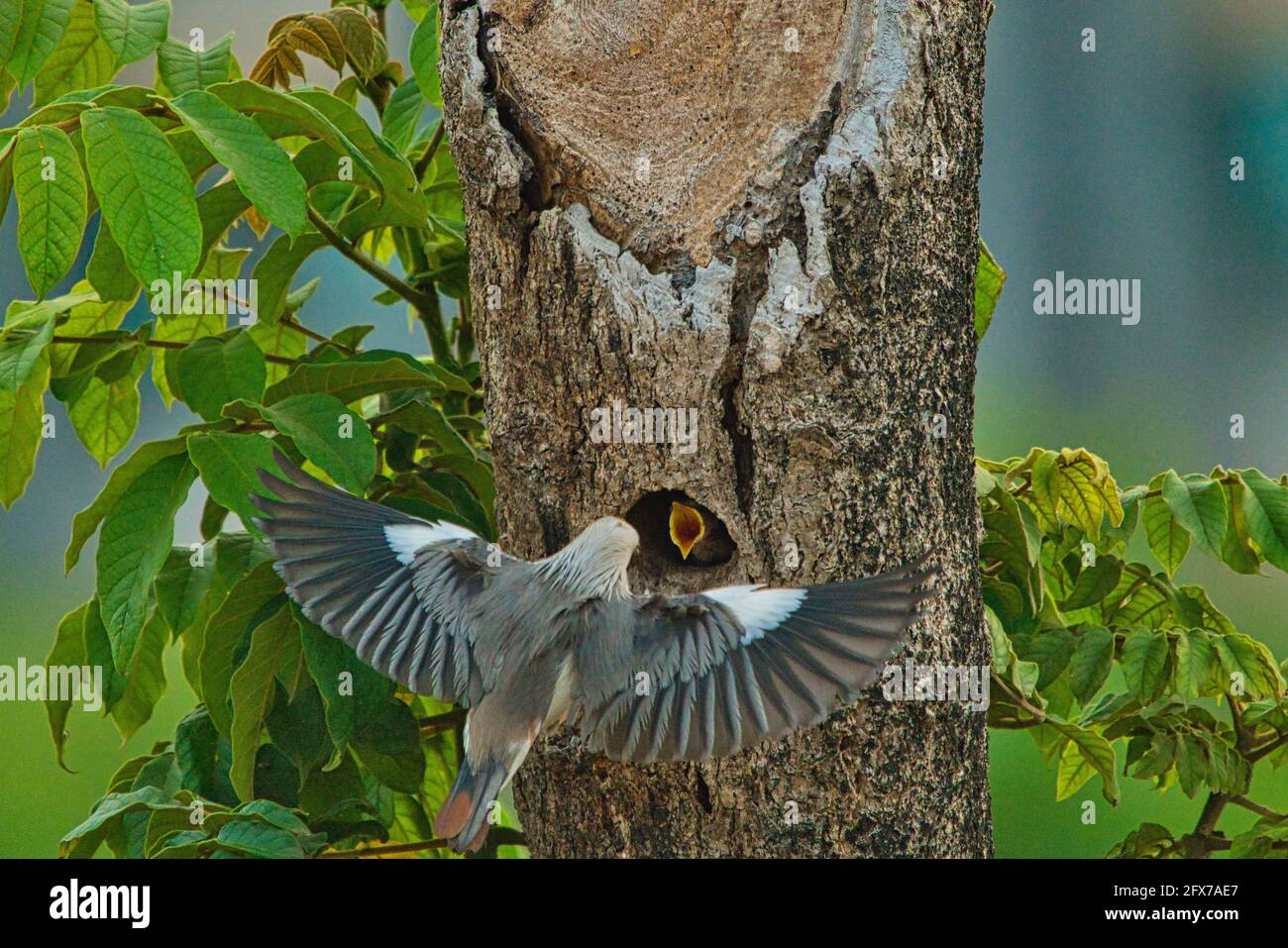 Kastanienschwanz-Starling (Sturnia malabarica) füttert ihre Jungvögel.Bale-Kopf-Starling mit dunkel gekippten Flügeln und einem orangischen Bauch und Rumpf. Stockfoto