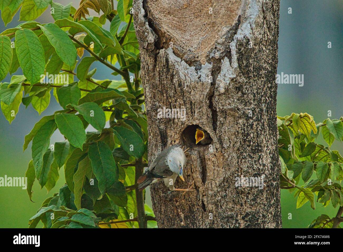 Kastanienschwanz-Starling (Sturnia malabarica) füttert ihre Jungvögel.Bale-Kopf-Starling mit dunkel gekippten Flügeln und einem orangischen Bauch und Rumpf. Stockfoto