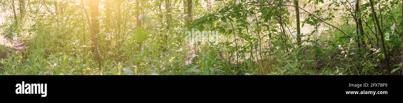 Panorama der Waldlichtungen, Gras und Baumstämme im Sonnenlicht Stockfoto