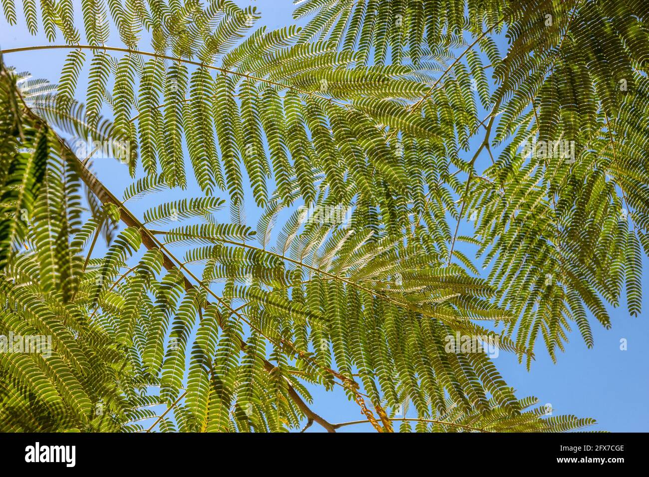 Mimosa Blätter auf blauem Himmel Hintergrund Stockfoto