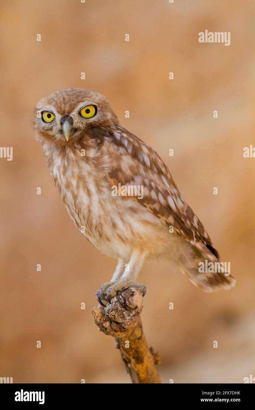 Steinkauz (Athene noctua) auf einem Ast sitzend. Nur 20 Zentimeter in der Höhe diese Eule ist, wie der Name schon sagt, eine der kleinsten ihrer Art. Li Stockfoto