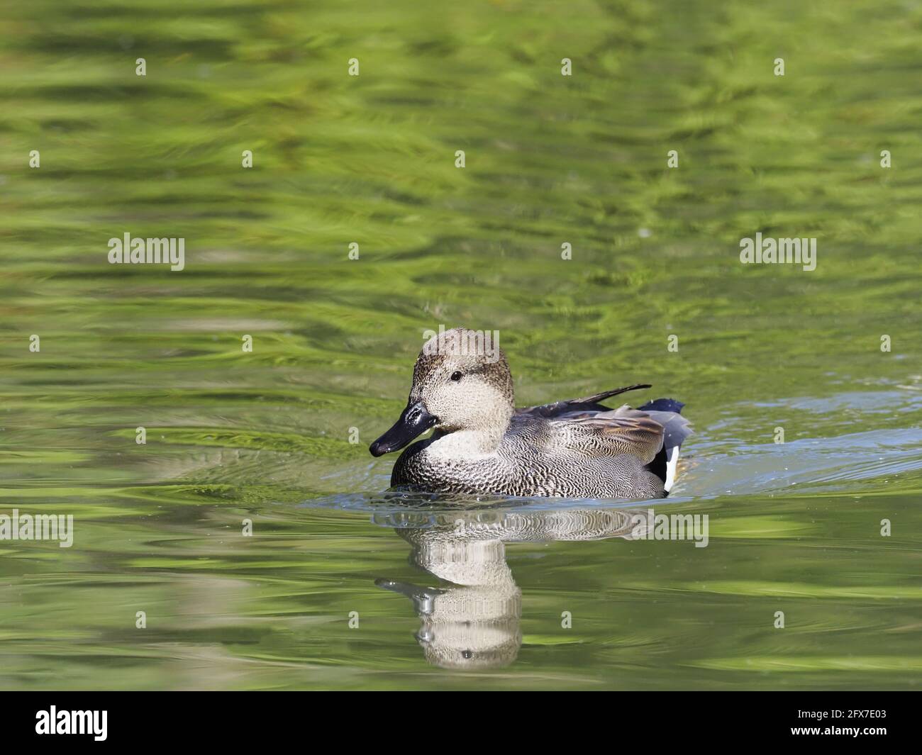 Gadwall Mareca strepera Sussex, Großbritannien BI031794 Stockfoto