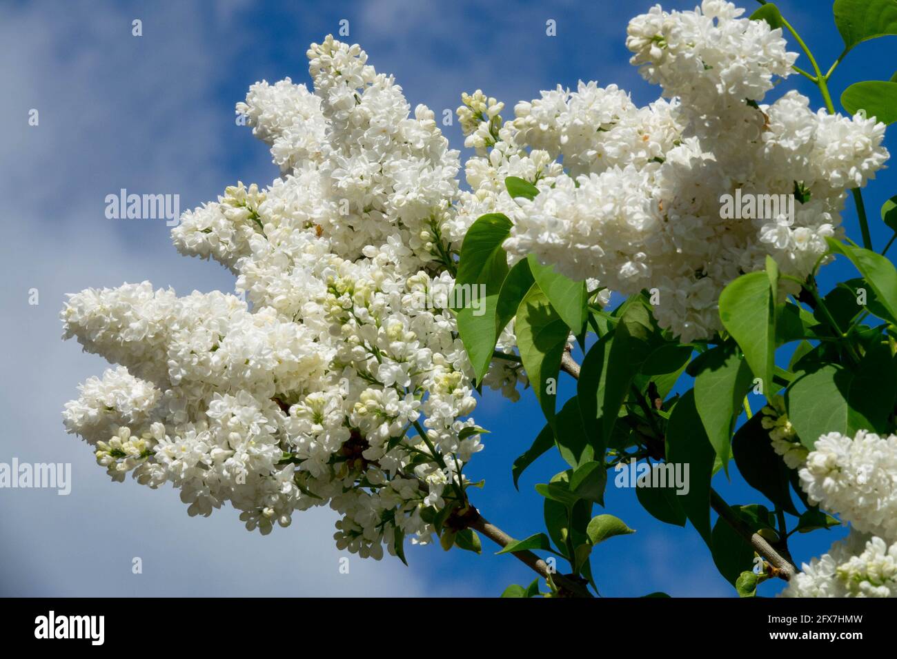Syringa Madame Lemoine Weiße Lila Blütenspitzen gegen blauen Himmel Lilac Syringa vulgaris Stockfoto