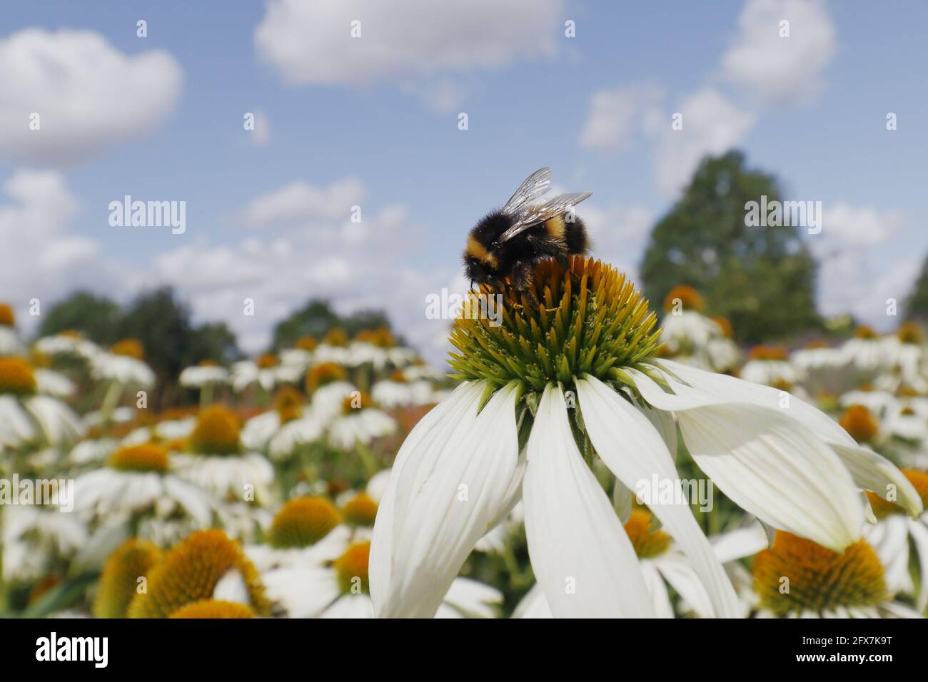 Buff-tailed Bumblebee - Fütterung auf Echinacea Blume Bombus terrestris Essex, Großbritannien IN001304 Stockfoto