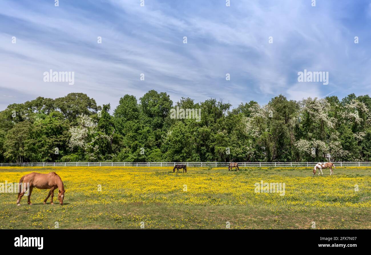 Pferde grasen ruhig in einem Feld von Butterblumen auf einem Maryland Farm im Frühling Stockfoto