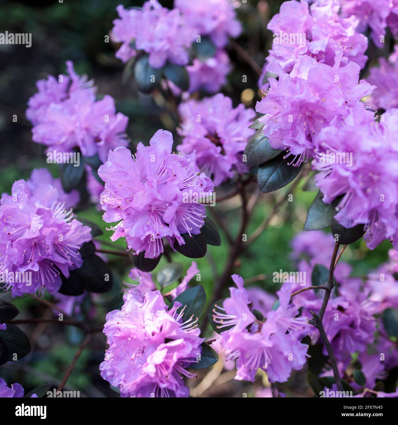 Der immergrüne Rhododendron Hybrid Haaga hat seine leuchtend rosa Blüten vollständig geöffnet. Hintergrundbild Stockfoto