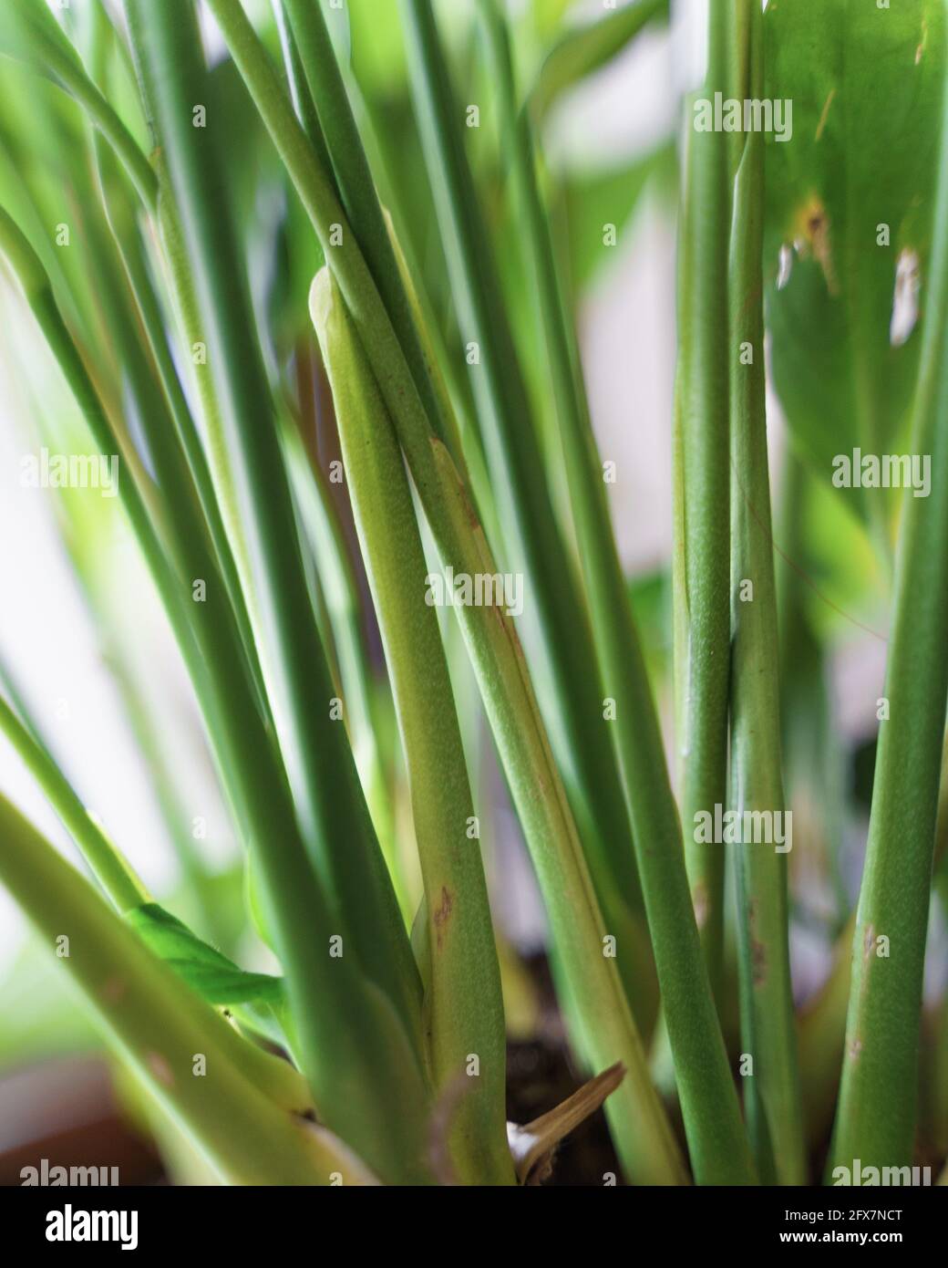 Senkrechter Schuss der grnen Stngel der Pflanze im Innenbereich  Stockfotografie - Alamy