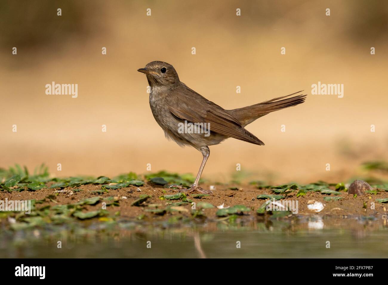 Die Nachtigall-Drossel (Luscinia luscinia), auch bekannt als Sprosser, ist ein kleiner Singvögel, der früher als Mitglied der Drossel eingestuft wurde Stockfoto