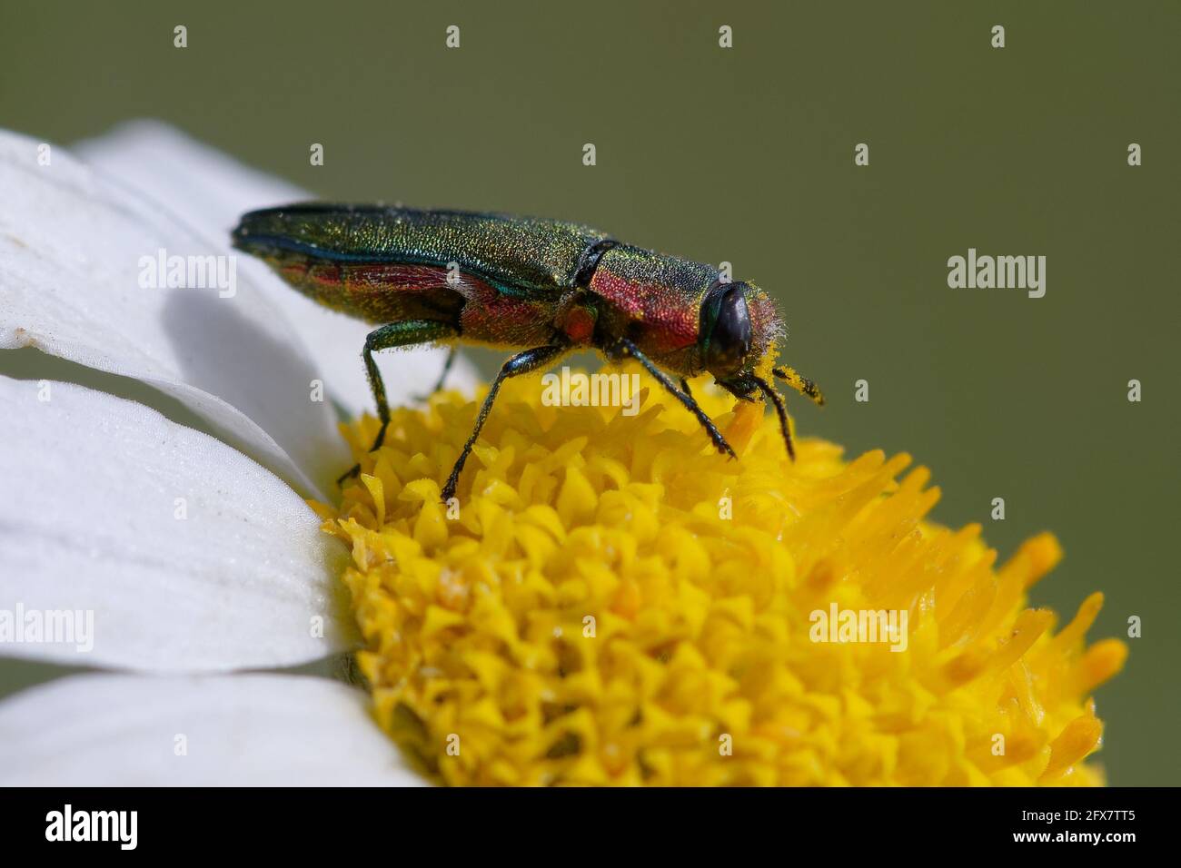 Edelkäfer oder metallischer Holzbohrkäfer (Anthaxia hungarica) Auf einer Blume Stockfoto