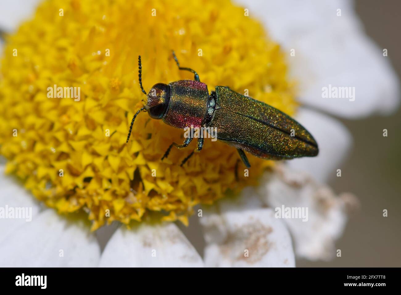 Edelkäfer oder metallischer Holzbohrkäfer (Anthaxia hungarica) Auf einer Blume Stockfoto