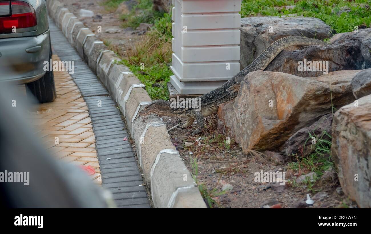 Asian Water Monitor Eidechse bekannt als Malayan Water Monitor, gemeinsame Wasser-Monitor, zweibanderige Monitor, Reis Eidechse, Ring Eidechse, Schlichter Eidechsenkrabbelfisch Stockfoto