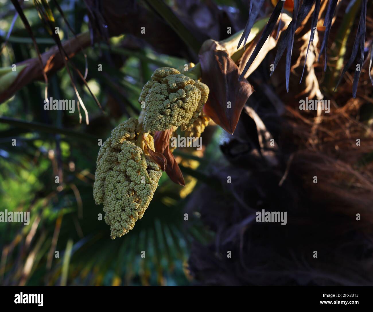 Früchte einer Palme, die in Großbritannien wächst. Stockfoto