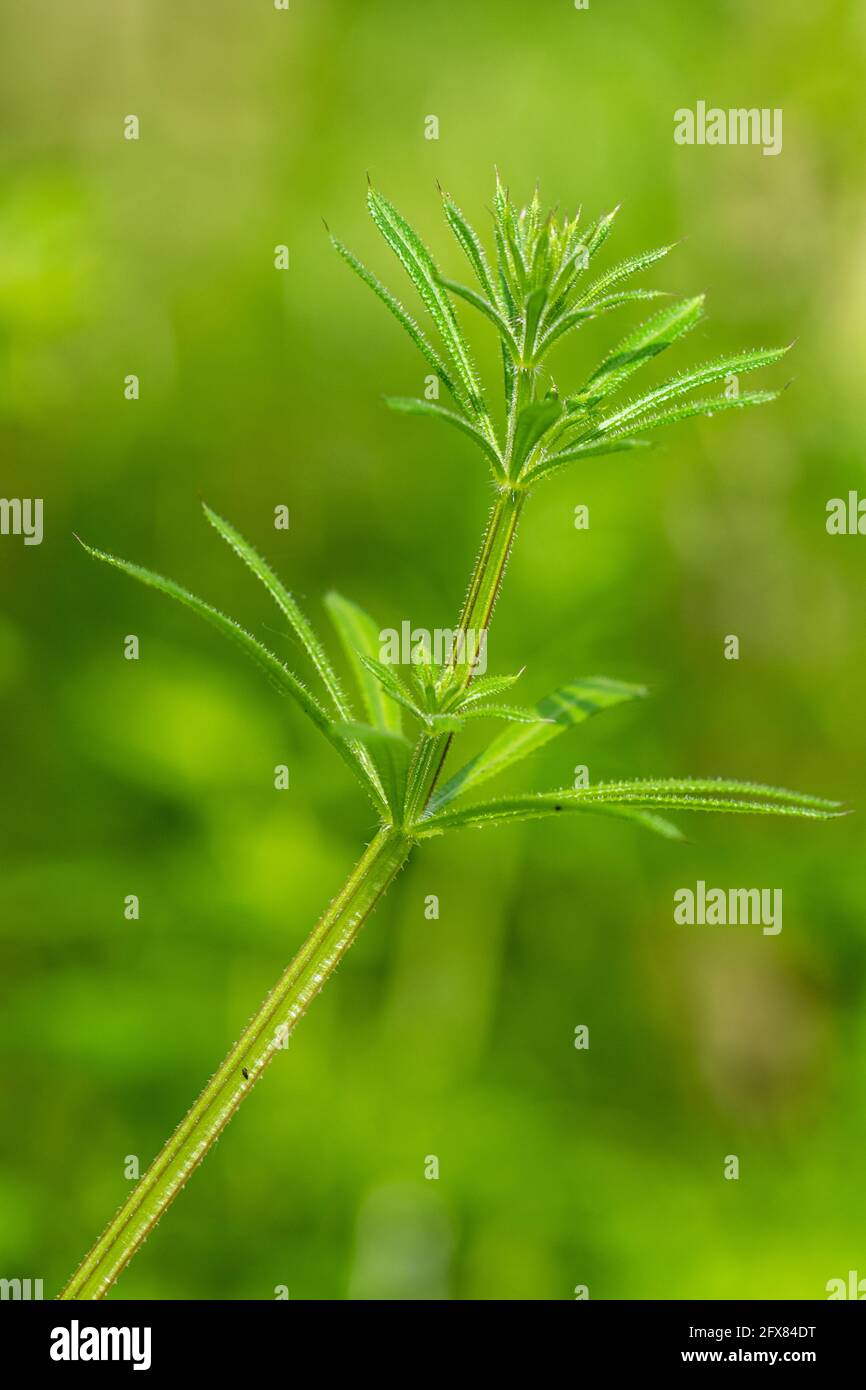 Spaltkerne (Galium aparine, auch Stachelgras, Stickyweed genannt), britische Pflanze, Pflanzen, Unkraut, Unkraut Stockfoto