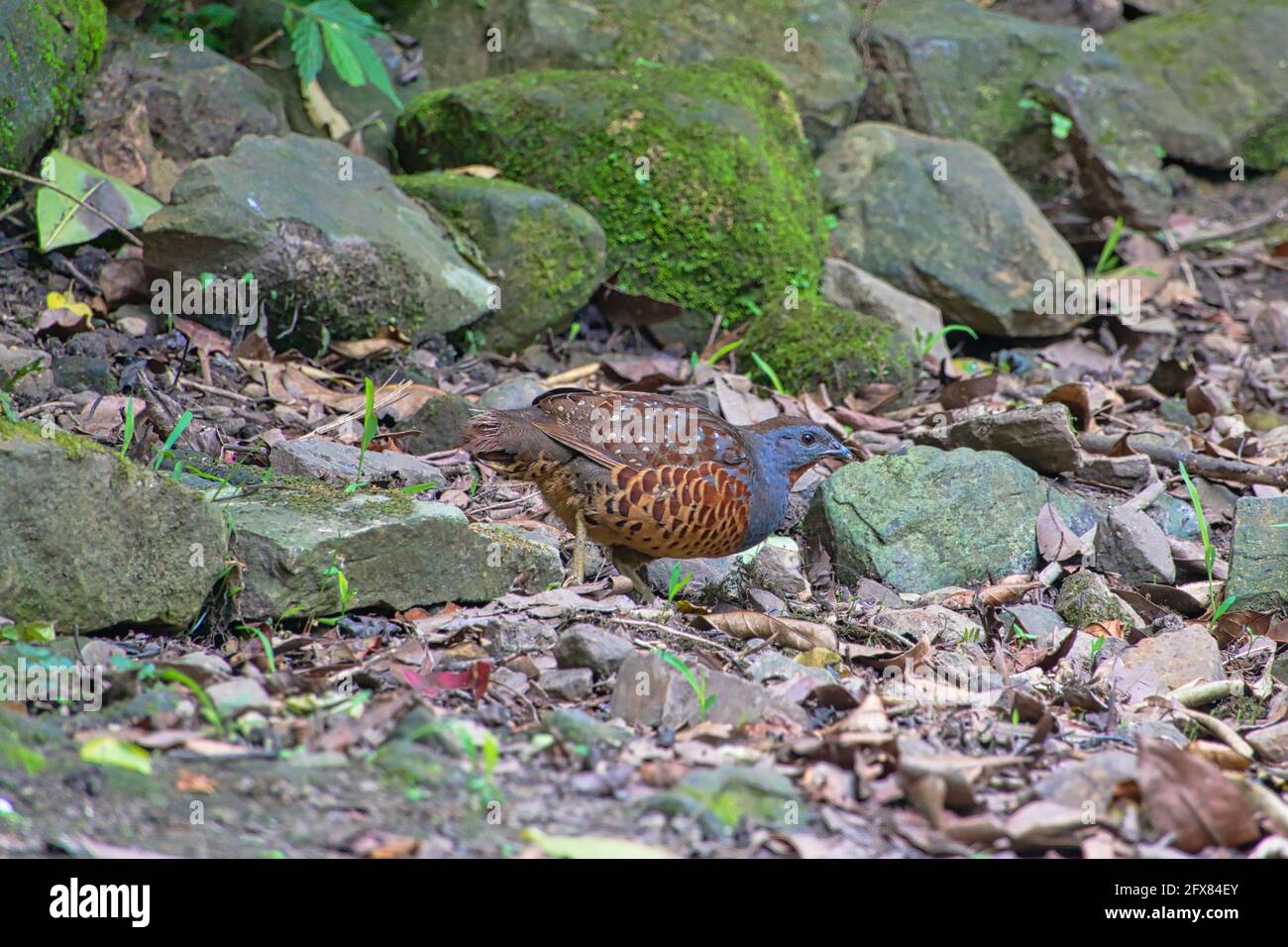 Taiwan Bamboo-Partridge (Bambusicola sonorivox) auf der Nahrungssuche zwischen den moosigen Felsen.SCHIEFERGRAUER Kopf und Hals, dunkelorange Kehle und rostige Flecken an den Seiten Stockfoto