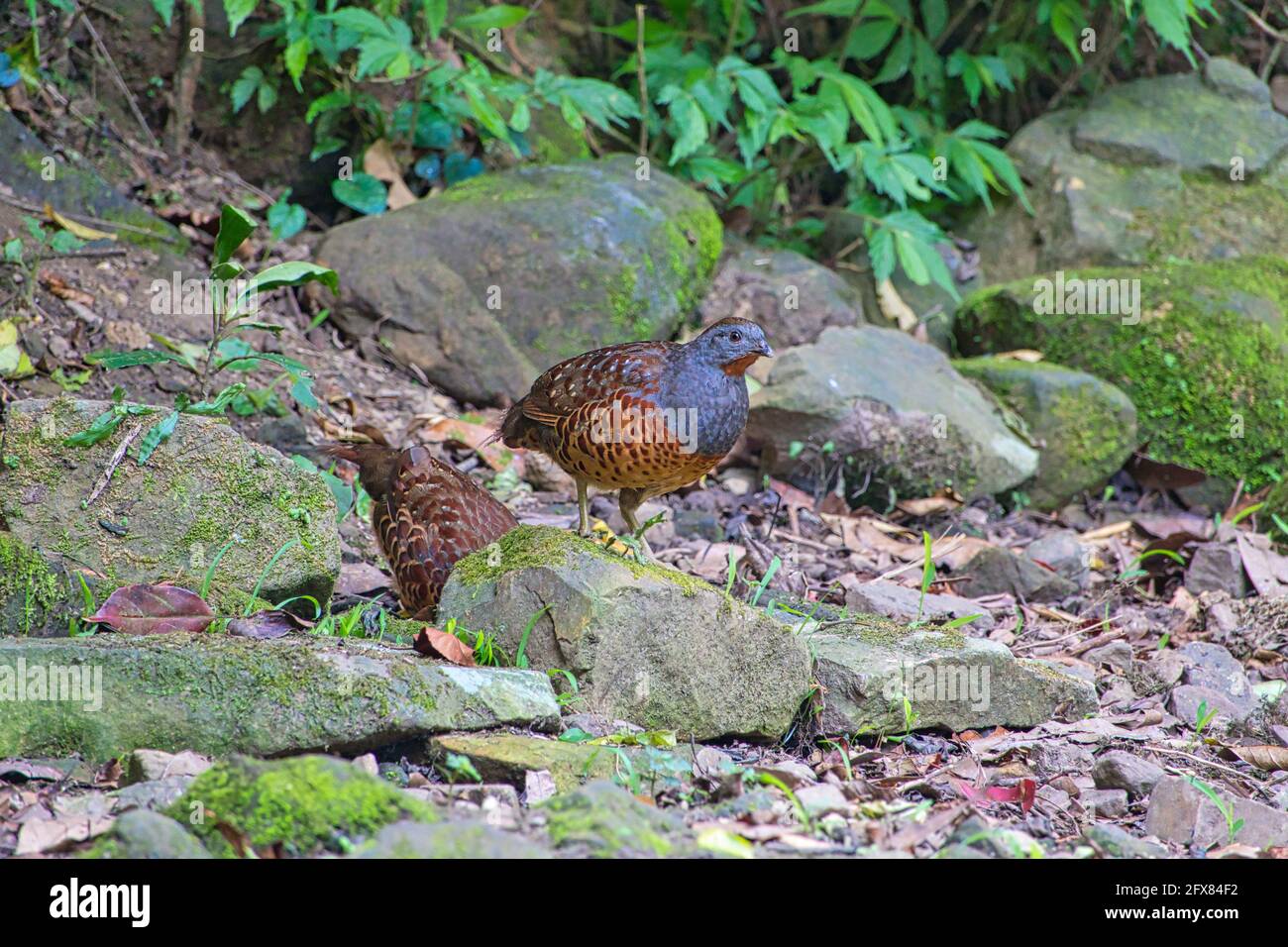 Taiwan Bamboo-Partridge (Bambusicola sonorivox) auf der Nahrungssuche zwischen den moosigen Felsen.SCHIEFERGRAUER Kopf und Hals, dunkelorange Kehle und rostige Flecken an den Seiten Stockfoto