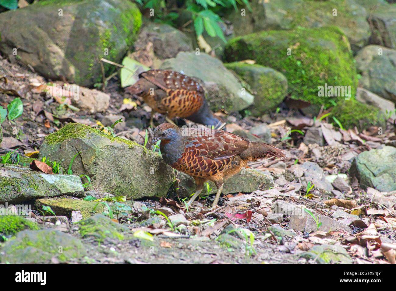 Taiwan Bamboo-Partridge (Bambusicola sonorivox) auf der Nahrungssuche zwischen den moosigen Felsen.SCHIEFERGRAUER Kopf und Hals, dunkelorange Kehle und rostige Flecken an den Seiten Stockfoto