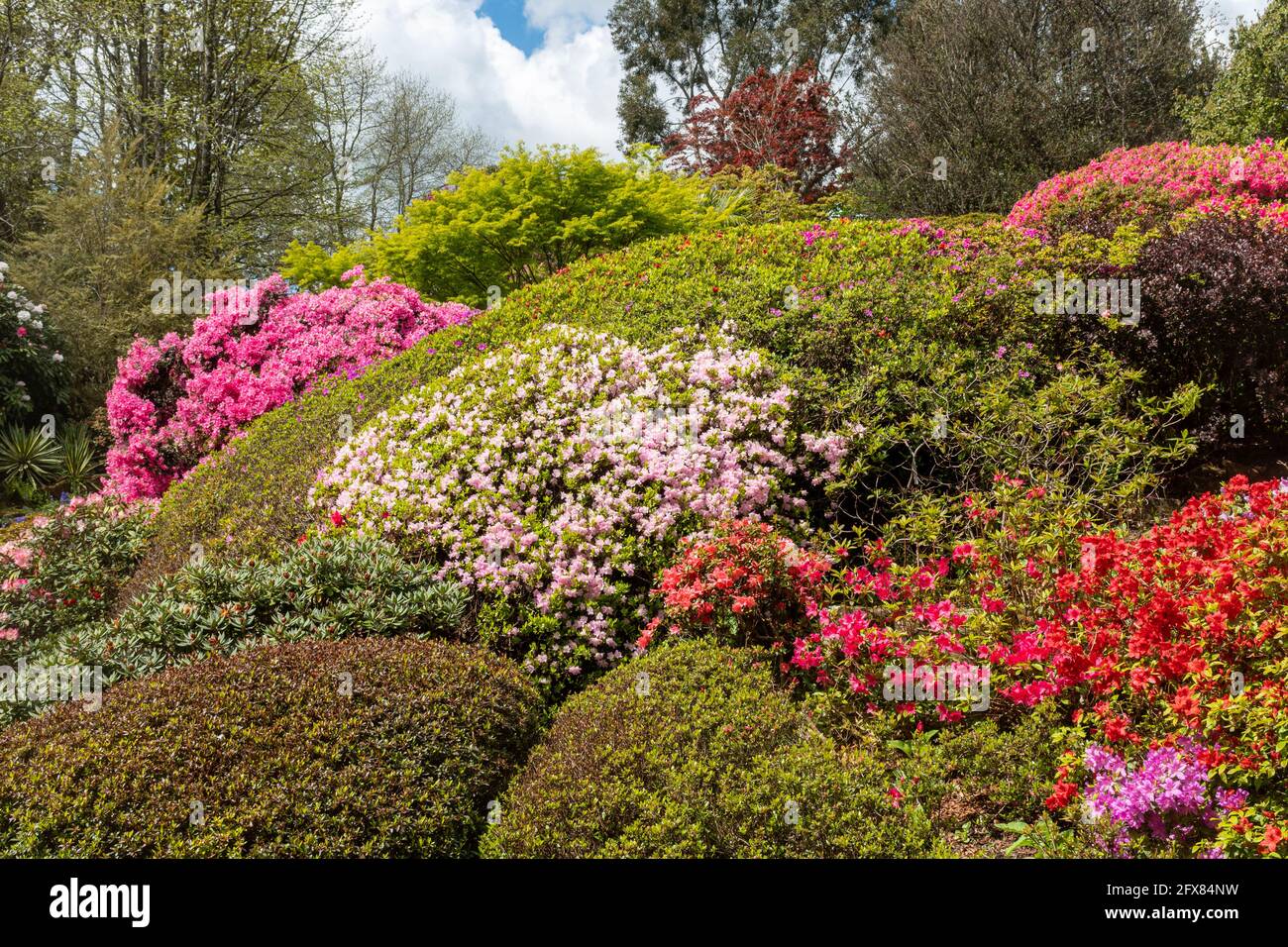 Leonardslee Gardens in West Sussex mit farbenfrohen Azaleen im denkmalgeschützten Steingarten der Klasse I im Mai oder Frühjahr, England, Großbritannien Stockfoto