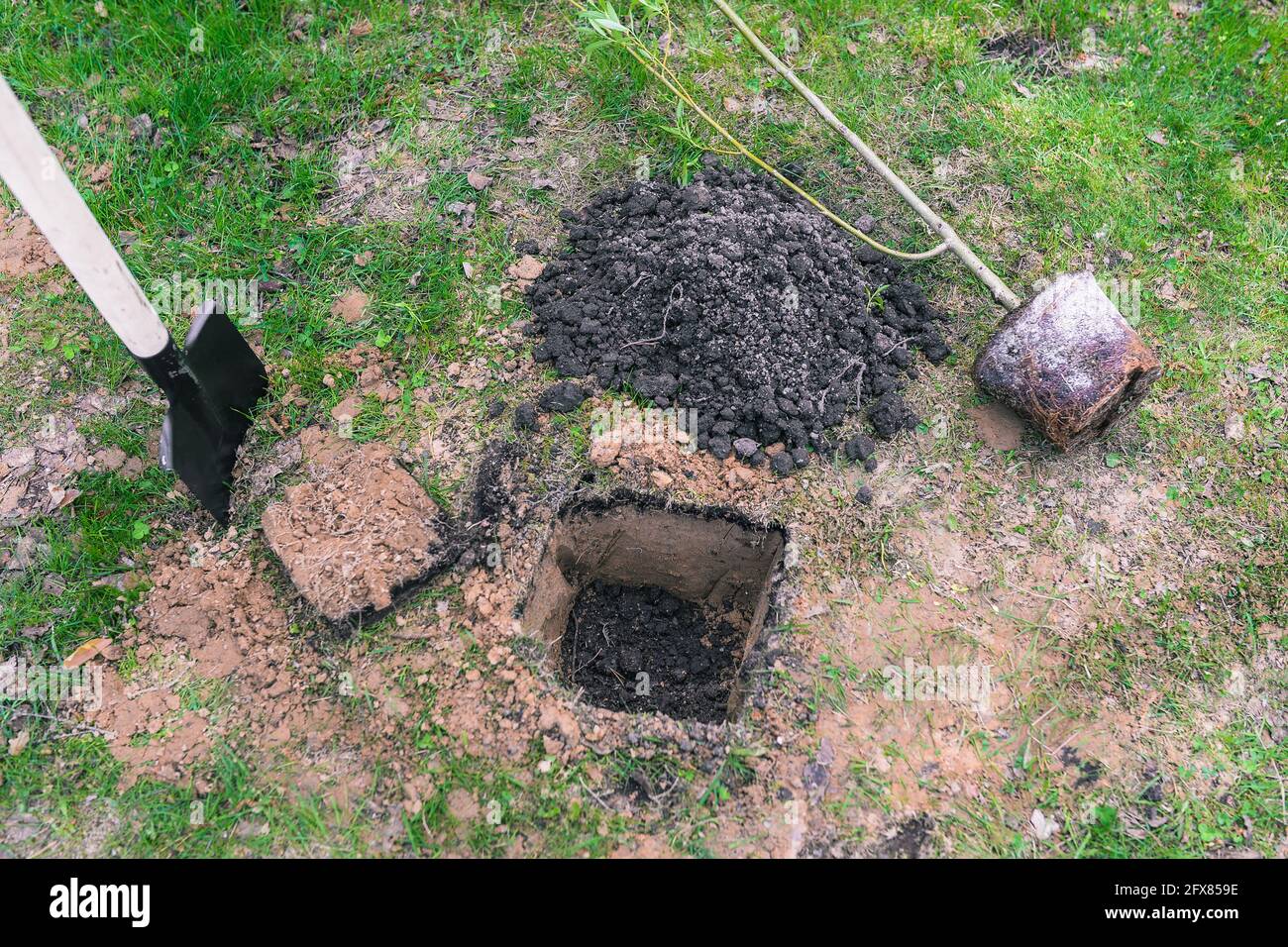 Junge Pflanzen in den Boden Pflanzen. Eine Schaufel, ein Säbelbaum mit Wurzeln und ein gegrabenes Loch. Gartenbau und Landwirtschaft. Umwelt und Ökologie conce Stockfoto