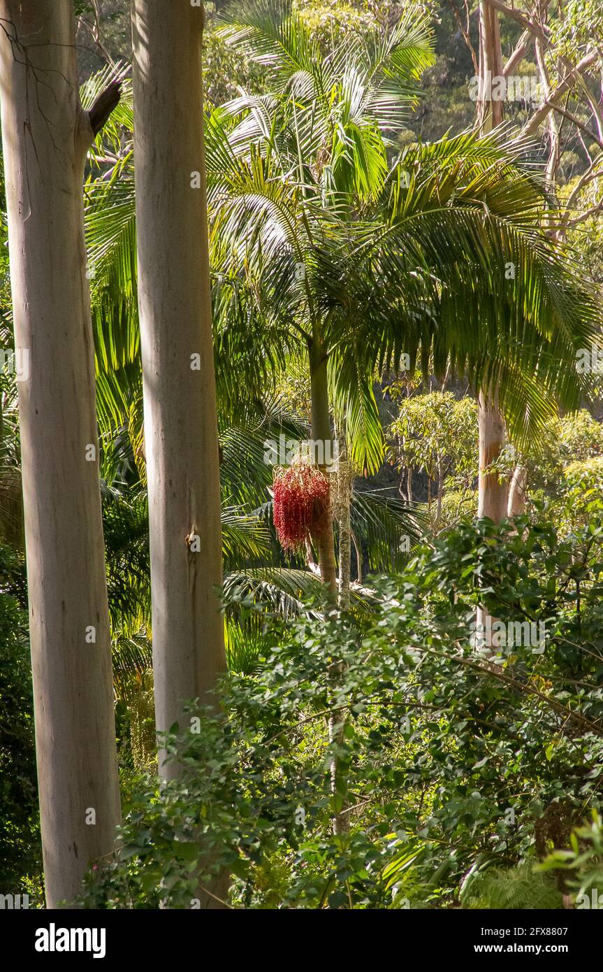 Regenwald mit leuchtend rotem Samenkopf der Bangalow-Palme (Archontophoenix cunninghamiana), Königspalme, Illawara-Palme, Piccabben. Tamborine Mt, Austalia. Stockfoto
