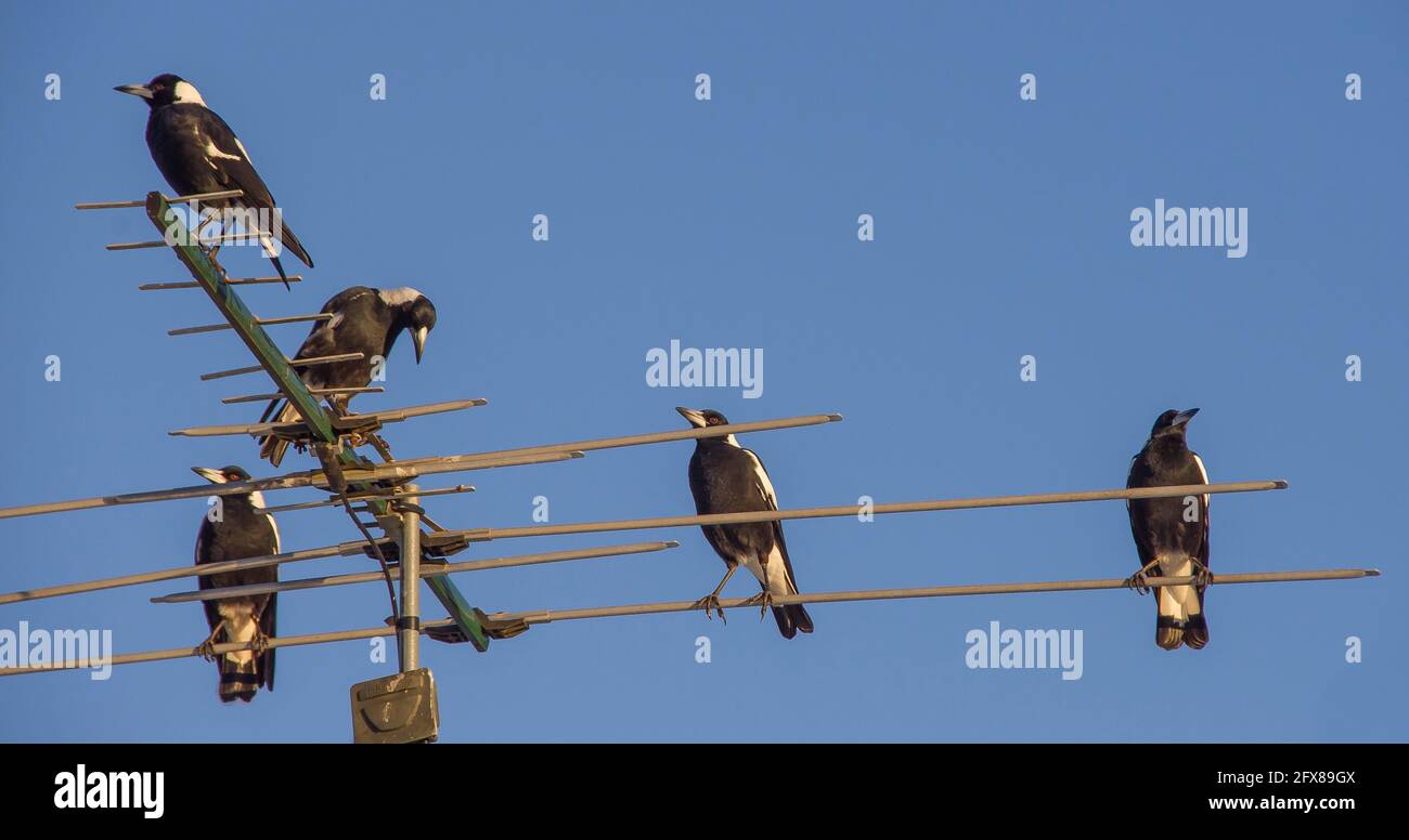 Fünf australische Elstern (Cracticus tibicen) saßen zusammen auf einer Fernsehantenne auf dem Dach. Blauer Himmel, Queensland, Kopierbereich. Stockfoto