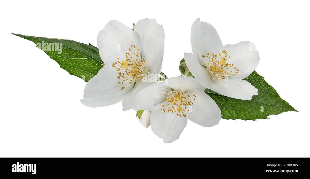 Jasmin Blüten mit Blättern isoliert auf weißem Hintergrund Stockfoto
