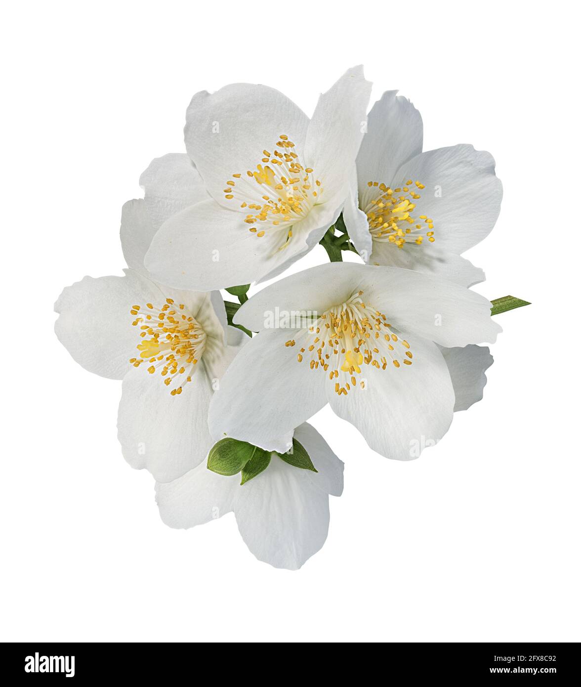 Jasmin Blüten mit Blättern isoliert auf weißem Hintergrund Stockfoto