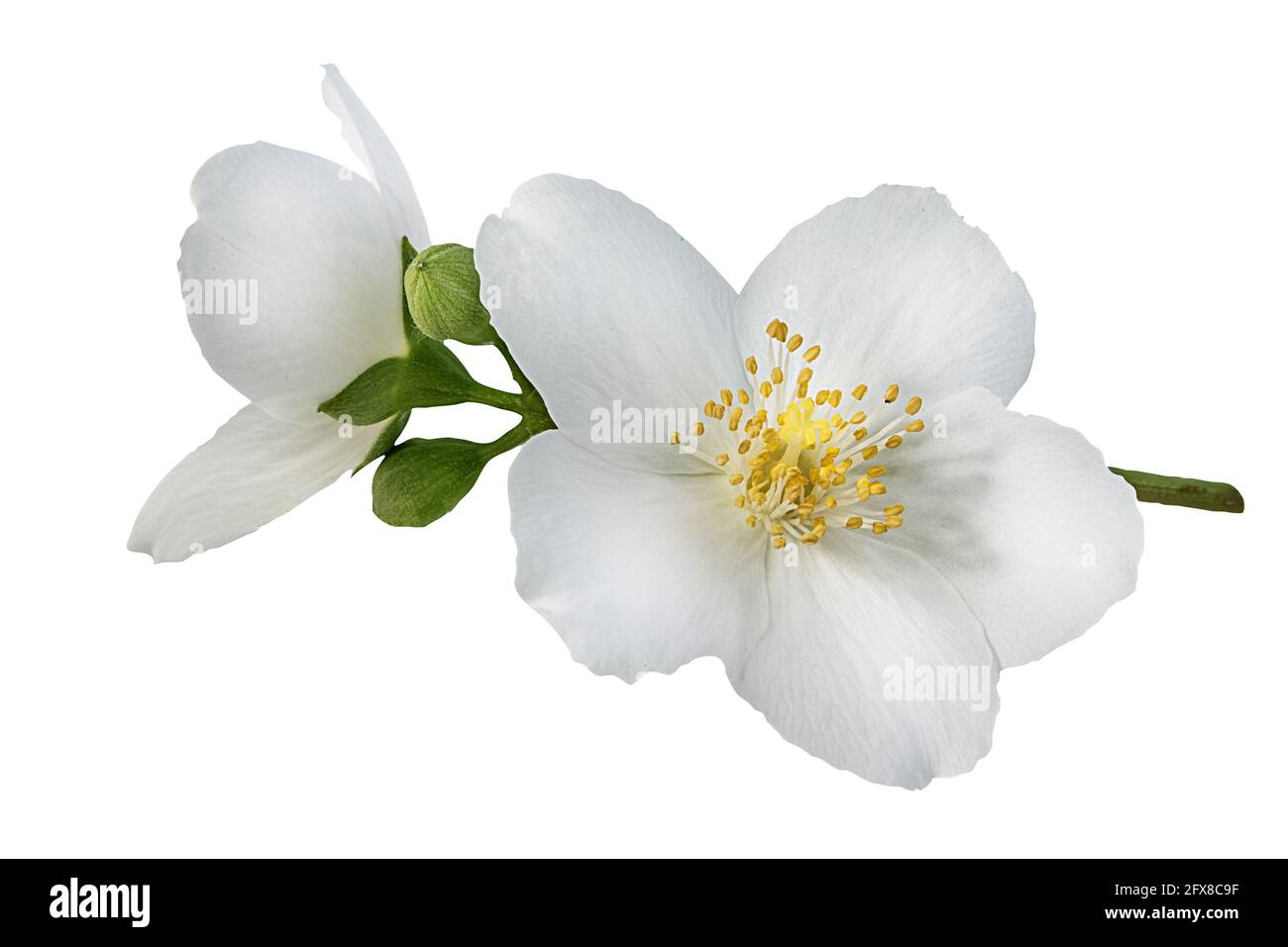 Jasmin Blüten mit Blättern isoliert auf weißem Hintergrund Stockfoto