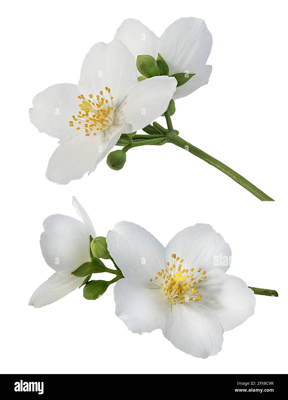 Jasmin Blüten mit Blättern isoliert auf weißem Hintergrund Stockfoto