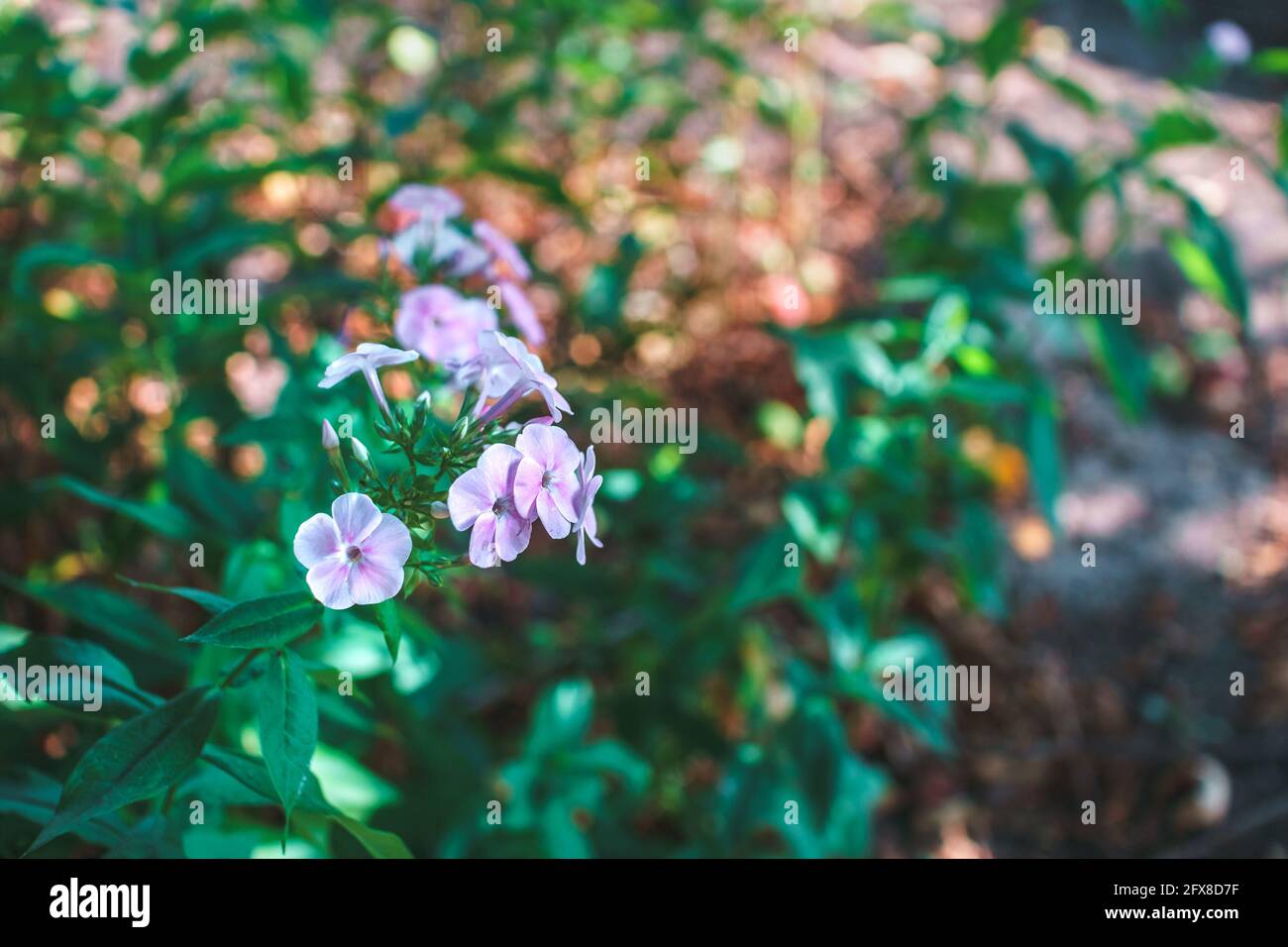 Violette kleine Blumenblüte in Nahaufnahme bei grünem unscharfem Hintergrund. Konzept der Blütezeit. Stockfoto