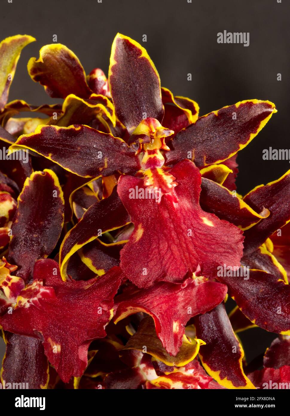 Die Dancing Lady Orchid ist ein Mitglied der sehr vielfältigen Familie der in Südamerika heimischen Oncidium Orchideen. Hybriden sind spektakulär und beliebt Stockfoto