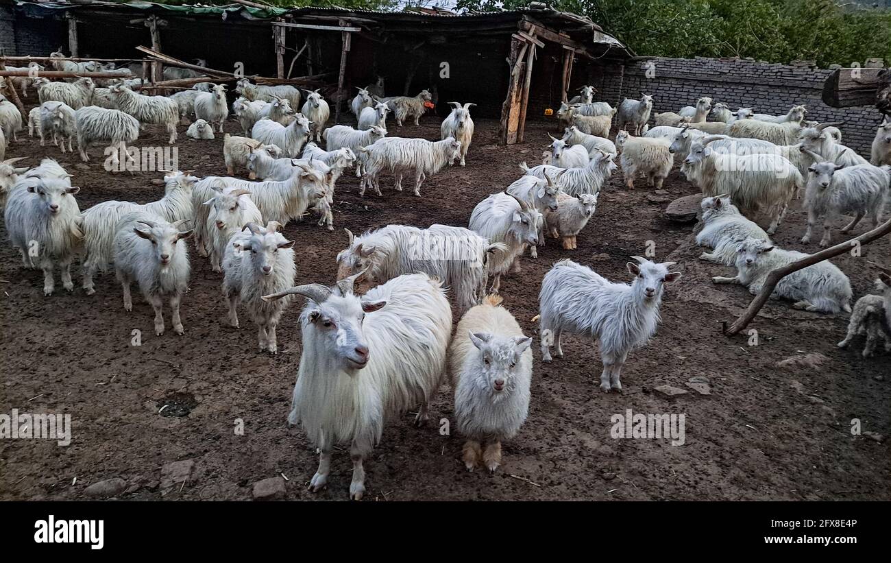 Nahaufnahme von weißen Angorakziegen in einem Dorf in der Provinz Hebei, China Stockfoto