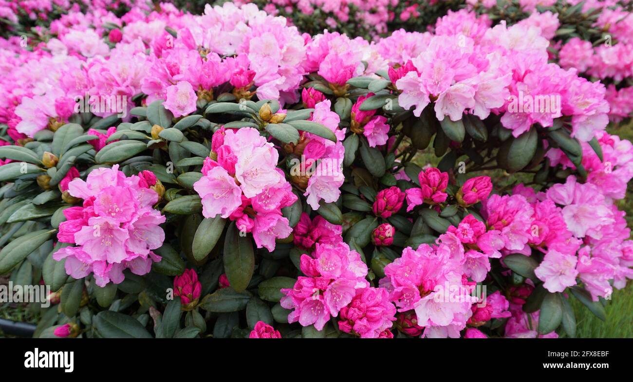 Schöner rosafarbener Rhododendron-Busch. Die Blüten beginnen dunkelrosa und wechseln in eine hellere Farbe, wenn sie älter werden. Stockfoto